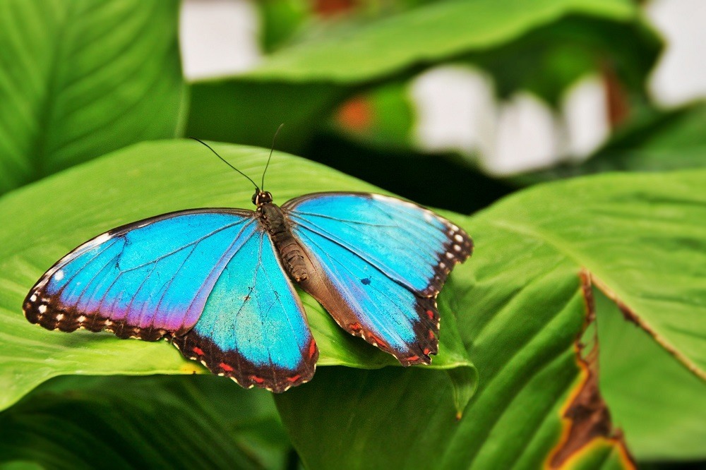 Image of a butterfly