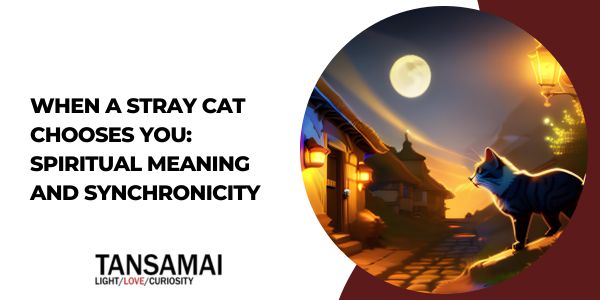 When a Stray Cat Chooses You: Spiritual Meaning and Synchronicity