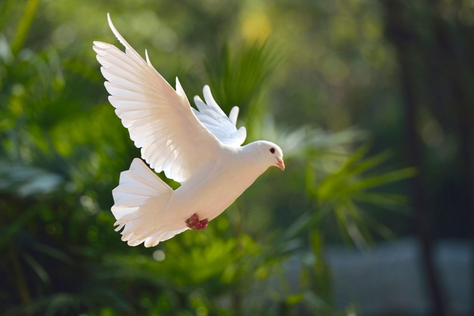 Mourning Dove: Embracing its Spiritual Significance and Symbolism