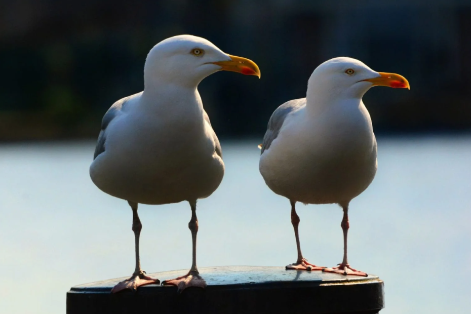 Seagulls: Interpreting Their Spiritual Meaning and Symbolism
