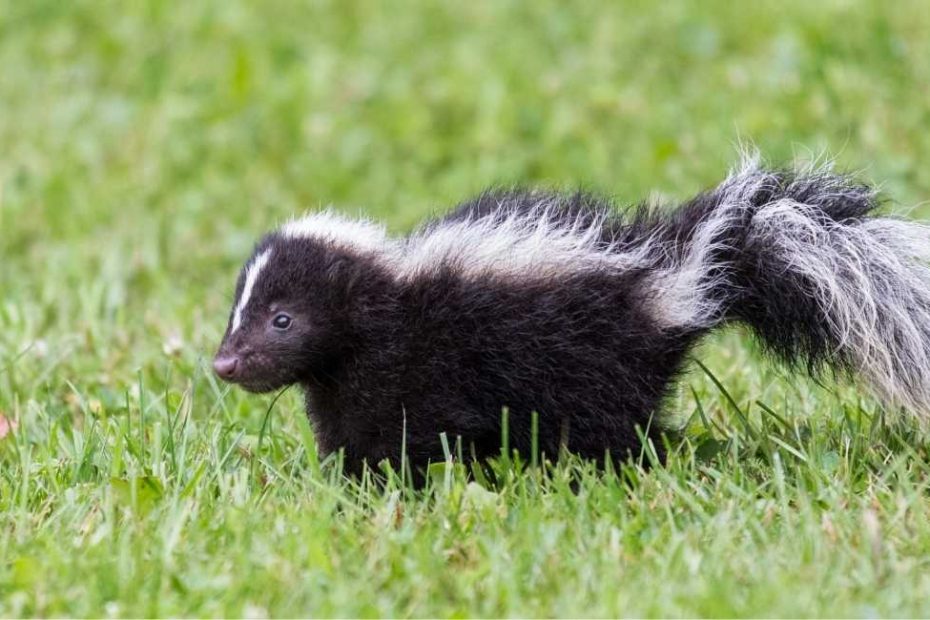 Skunks: Unveiling Their Spiritual Significance and Symbolism