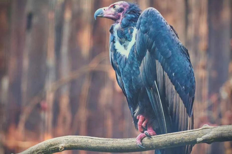 Vultures: Unraveling their Spiritual Meaning and Symbolism
